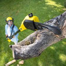 Reliable Country Walk, FL Tree Care Solutions