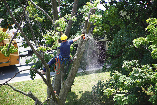 Tree and Shrub Care in Country Walk, FL