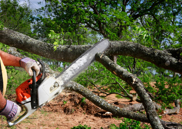 How Our Tree Care Process Works  in  Country Walk, FL